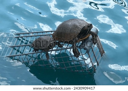 Turtles on shopping cart in man-made pond
