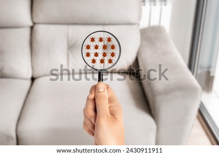 Close up of hand woman with magnifying glass detecting bugs in couch at home