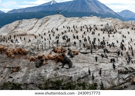 penguins in their wild and free habitat in the penguin colony 
in ushuaia argentina on the beagle channel


