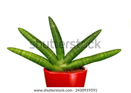 Sansevieria cylindrica, the sansevi re or sansevieria with cylindrical leaves, is a succulent plant belonging to the Asparagaceae family isolated on white background Royalty-Free Stock Photo #2430919591