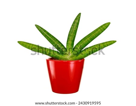 Sansevieria cylindrica, the sansevi re or sansevieria with cylindrical leaves, is a succulent plant belonging to the Asparagaceae family isolated on white background Royalty-Free Stock Photo #2430919595