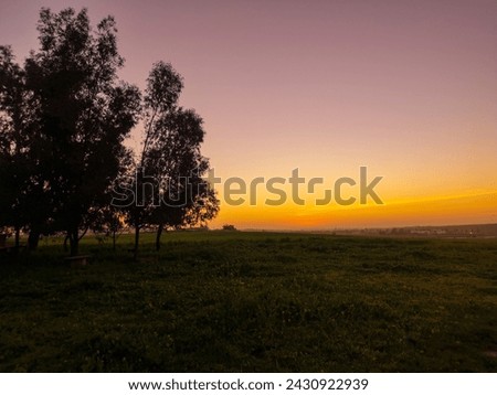 picture of nature with green lands and palm trees rising golden in the sky