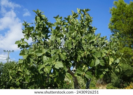 Ficus carica with fruits grows in August. The fig is the edible fruit of Ficus carica, a species of small tree in the flowering plant family Moraceae. Rhodes Island, Greece Royalty-Free Stock Photo #2430926251