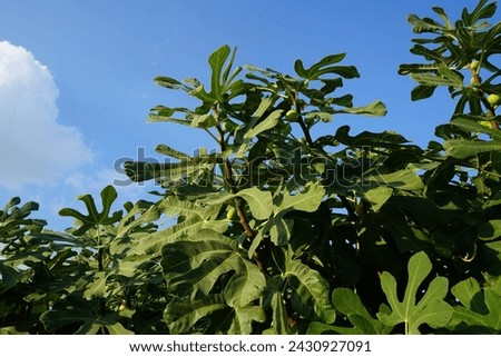 Ficus carica with fruits grows in August. The fig is the edible fruit of Ficus carica, a species of small tree in the flowering plant family Moraceae. Rhodes Island, Greece Royalty-Free Stock Photo #2430927091