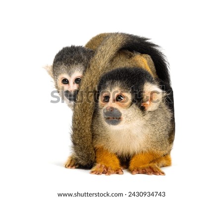 front view of mother and baby Black-capped squirrel monkey on its back, Saimiri boliviensis Royalty-Free Stock Photo #2430934743