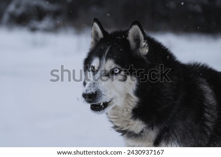 Surprised husky dog in nature in winter, close-up photo. High quality photo