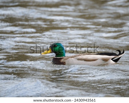 mallard duck swimming on lake