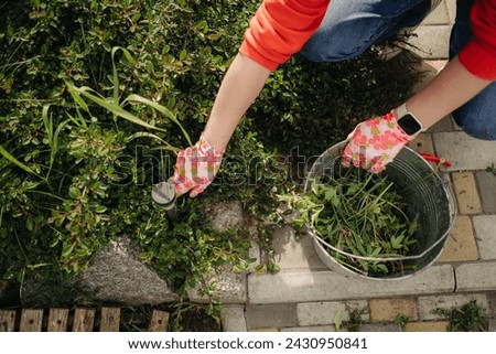 A young woman pulls weeds in her huge garden in the spring, clearing the garden after winter