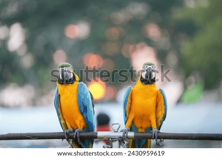 blue and gold macaw free flying parrot