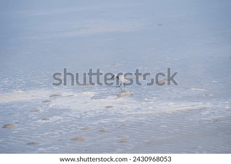 Western sandpiper (Calidris mauri) is a small shorebird. This is one of the most abundant shorebird species in North America, with a population in the millions. Royalty-Free Stock Photo #2430968053