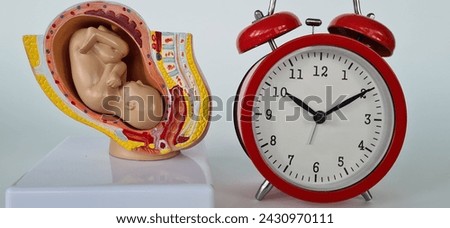 Fetal gynecologist baby watch alarm clock in female age and fertility clinic. Time to give birth and the biological age of women Royalty-Free Stock Photo #2430970111