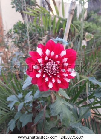 Most Beautiful season flower home garden