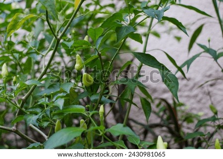 Green chili plants growing in the garden