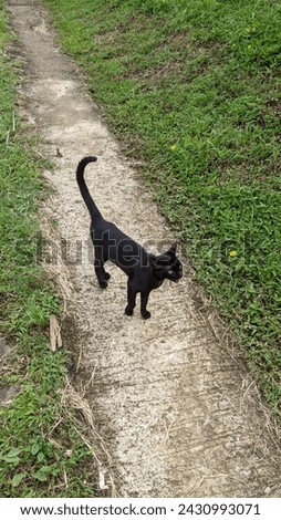 unique dark black village cat