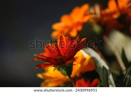 Orange flowers can create stunning colorful displays of beauty in your garden. Orange flowers have many meanings, some being warmth, joy, energy, creativity, and success.