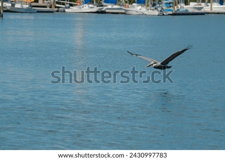 Pelican flying low over blue water at Maximo Park Marina in St. Petersburg, Florida. Reflections in the calm water on a sunny day. Multiple boats in the background and room for copy and no people.
 Royalty-Free Stock Photo #2430997783