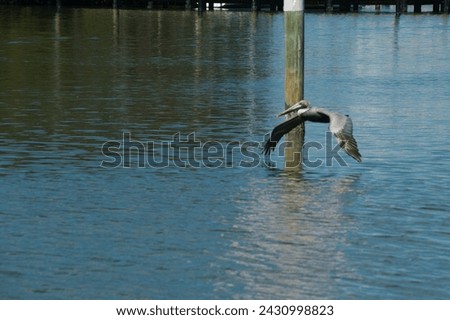 Pelican flying low over blue water at Maximo Park Marina in St. Petersburg, Florida. Reflections in the calm water on a sunny day. By post and boats in the background and room for copy and no people.
 Royalty-Free Stock Photo #2430998823