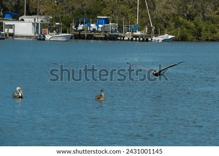 Pelican flying low over blue water at Maximo Park in St. Petersburg, Florida. Reflections in water on a sunny day over two pelicans sitting in water boats in the background and room for copy.  Royalty-Free Stock Photo #2431001145