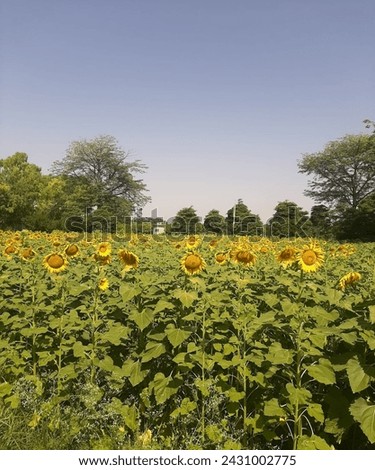 Sunflower field with greenery,yellow flowers with beautiful background 