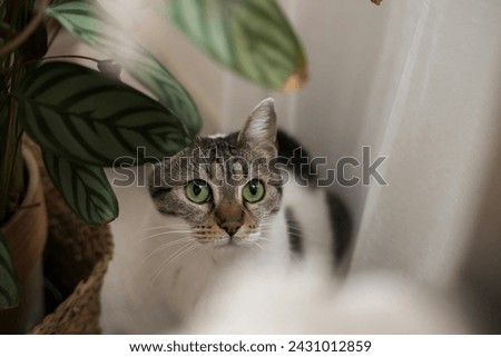 Cat Images Pictures Curiosity White Curtains