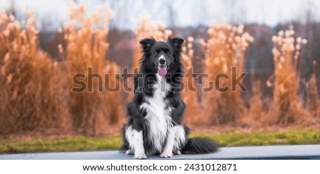 Dog Images Pictures Animals Images  Pictures Collie