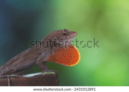 Pictures Oahu Usa Reptile Lizard Wildlife