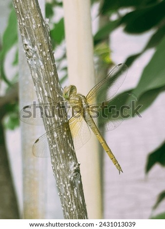 Dragonfly wings possess great stability and high load-bearing capacity during flapping flight, glide, and hover. 
Beauty wing, nature wing Royalty-Free Stock Photo #2431013039