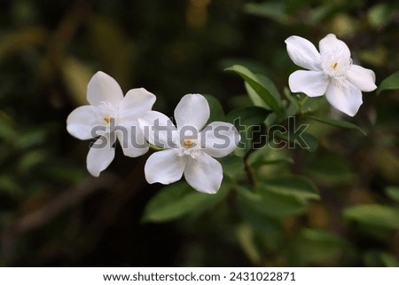 Blooming Arctic snow flowers with green leaves in the background, image for mobile phone screen, display, wallpaper, screensaver, lock screen and home screen or background