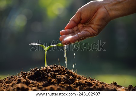 Farmer's hand watering a young plant Royalty-Free Stock Photo #243102907