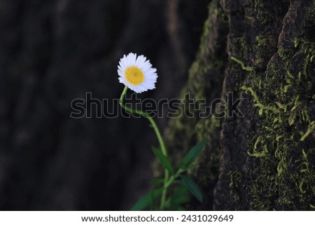 Chamomile tea is a herbal infusion made from dried flowers and hot water, and may improve sleep quality. Royalty-Free Stock Photo #2431029649