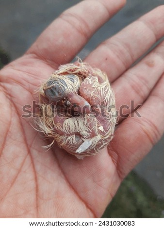 a newly hatched chick that dies Royalty-Free Stock Photo #2431030083