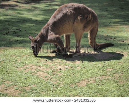 kangaroo in a selective focus 