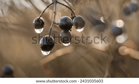 Black berries hang on a twig in a picture with an interesting blurred background in the soft light of a rainy winter day. Winter theme