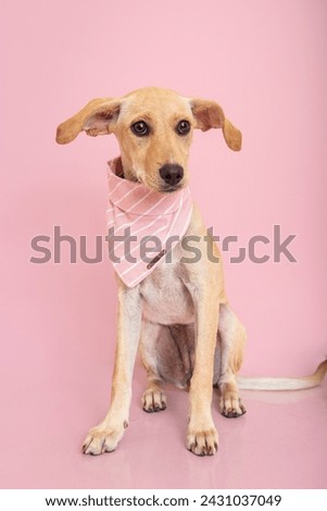 cute yellow mixed breed puppy on pink background