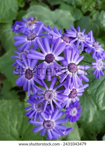 In the garden, a stunning purple and bluish-white flower blooms, radiating elegance and beauty with its unique colors and delicate petals.