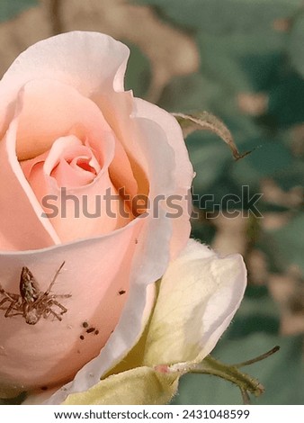 Nature's Encounter: Spider Resting on Vibrant Flower"