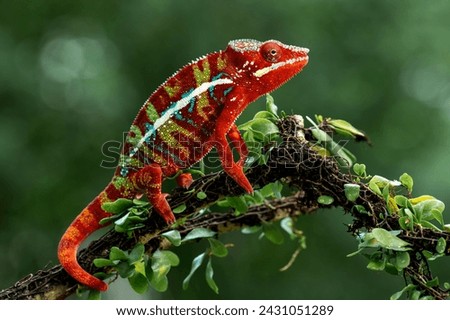 Amazing red color of Panther Chameleon Ambilobe (Furcifer pardalis). Royalty-Free Stock Photo #2431051289