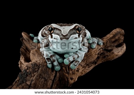 The Amazon Milk Frog (Trachycephalus resinifictrix) or Blue Milk Frog native to the Amazon rainforest in South America. Royalty-Free Stock Photo #2431054073