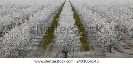 A Grove of Almond Trees in Bloom in Modesto, Stanislaus County, California.