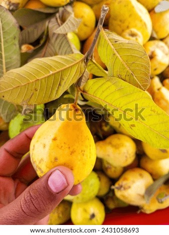 Fresh Guava in hands Closeup Picture 