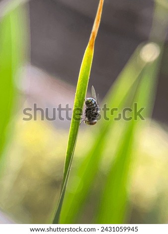 Macro photo of a green fly perched on a leaf with a blurred background. The beautiful eye pattern is clearly visible