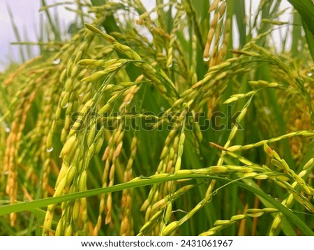 Closeup of rice fields with green leaves in autumn. High quality royalty free stock image of beautiful close up of organic rice fields