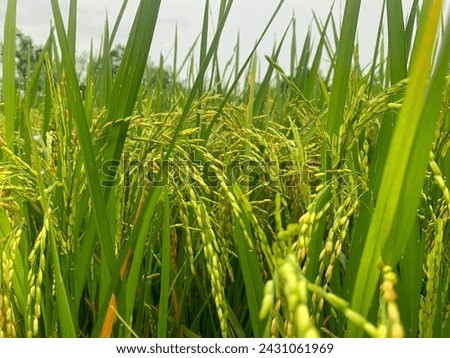 Closeup of rice fields with green leaves in autumn. High quality royalty free stock image of beautiful close up of organic rice fields
