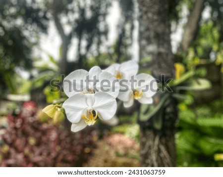 Close up of white moth orchids in the park. Selective focus