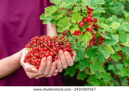 Female hands holding handful of ripe juicy red currant berries against currant bush in garden in summer evening. Healthy organic food, bio-product. Summer berries, harvesting, gardening concept Royalty-Free Stock Photo #2431069367