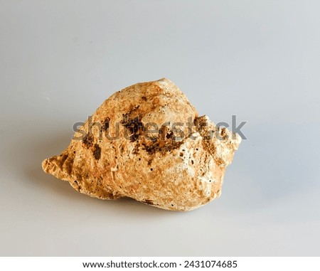 Empty shell from rapana venosa on white background. Royalty-Free Stock Photo #2431074685