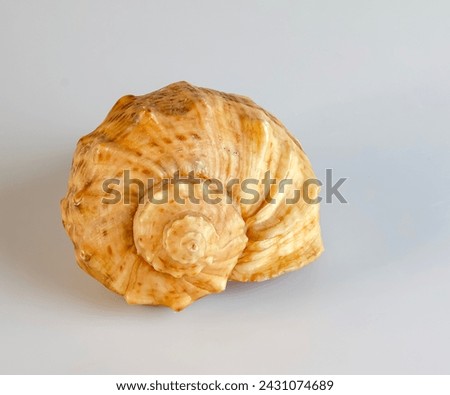 Empty shell from rapana venosa on white background. Royalty-Free Stock Photo #2431074689