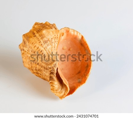 Empty shell from rapana venosa on white background. Royalty-Free Stock Photo #2431074701