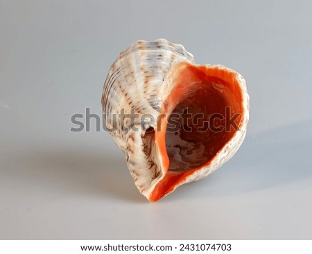 Empty shell from rapana venosa on white background. Royalty-Free Stock Photo #2431074703