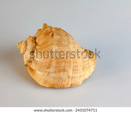 Empty shell from rapana venosa on white background. Royalty-Free Stock Photo #2431074711